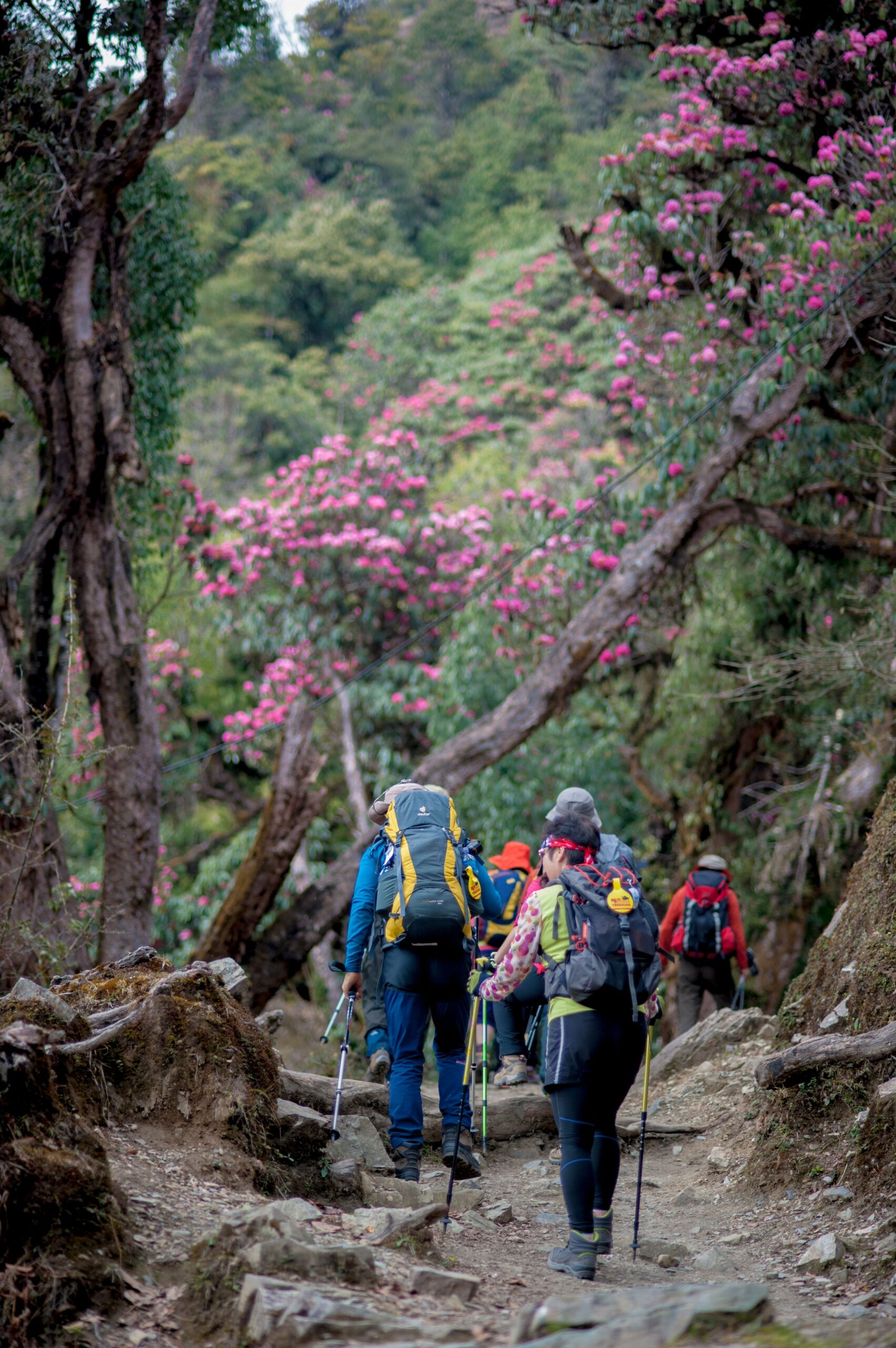 Best Time to Visit Nepal